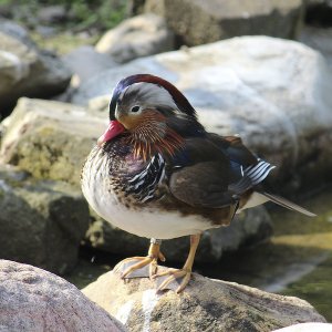 Mandarinente Grugapark Essen
